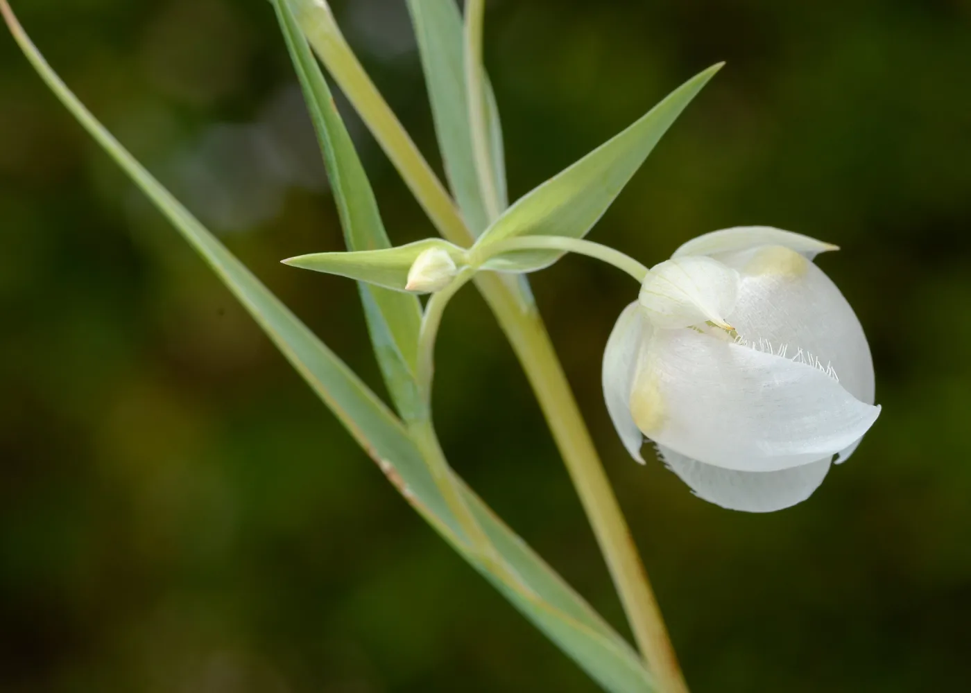 white Fairy lanterns, SBBG Photo Contest 2013