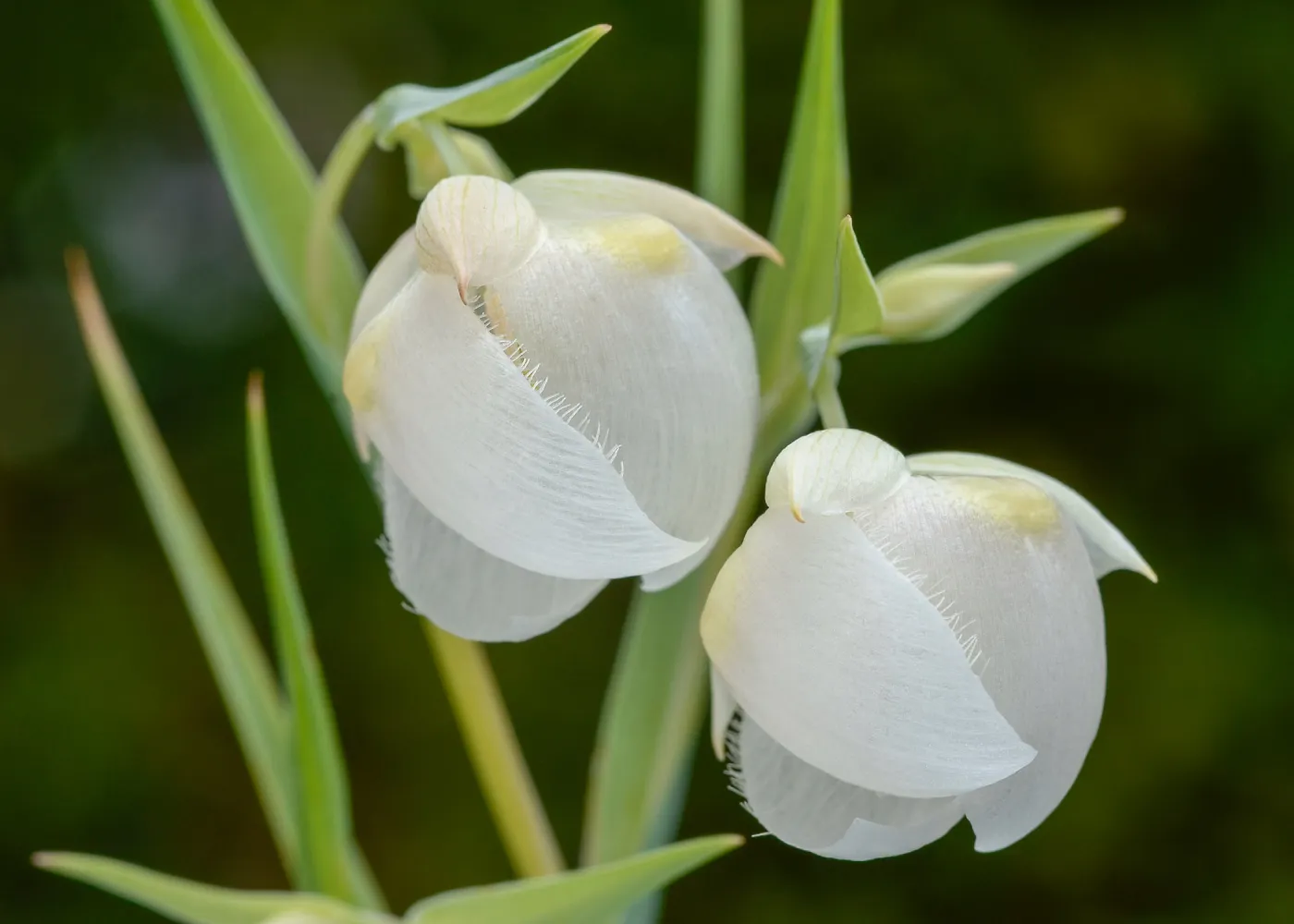 white Fairy lanterns, SBBG Photo Contest 2013