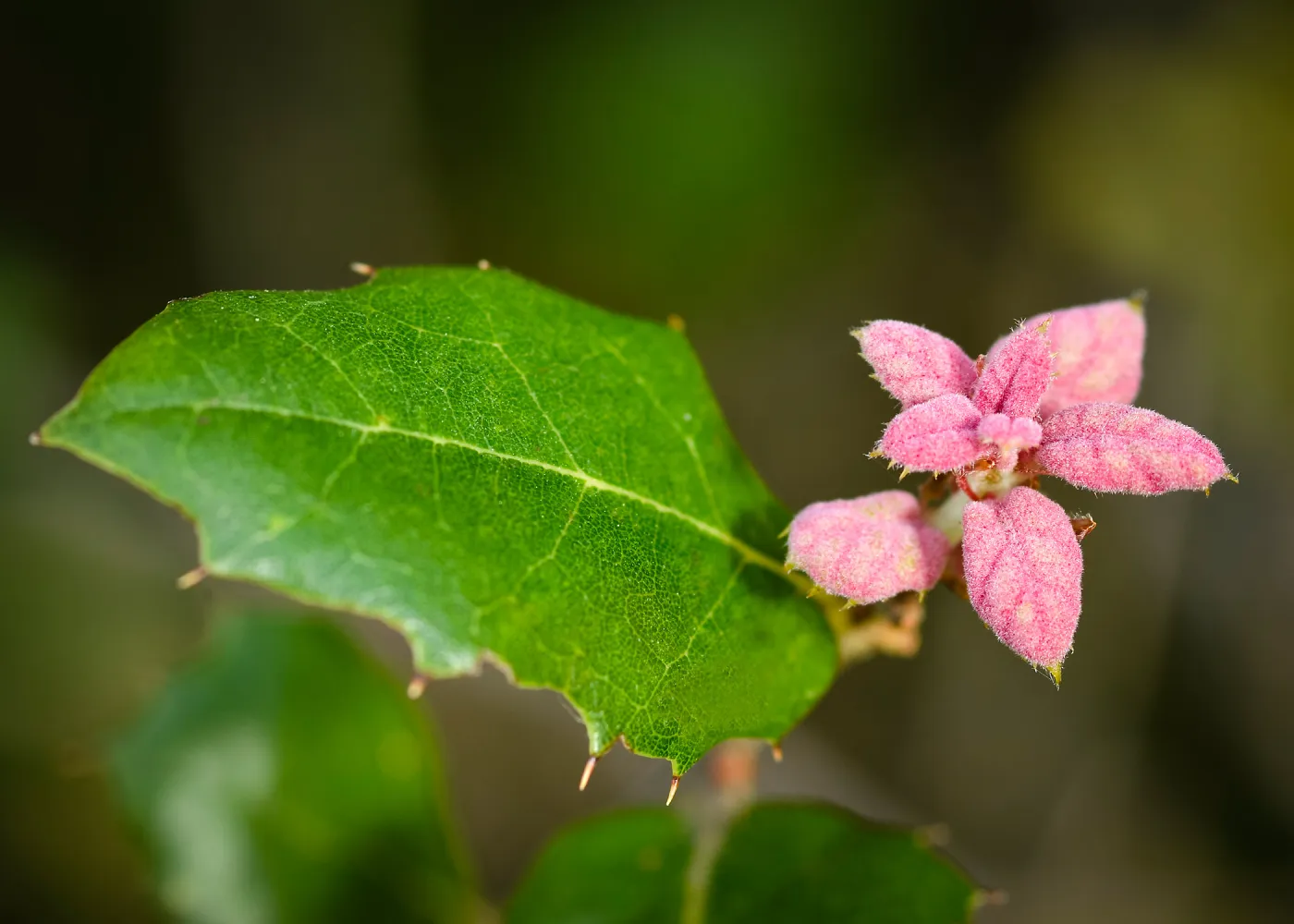velvety pink oak leaves, coast live oak, SBBG Photo Contest 2013