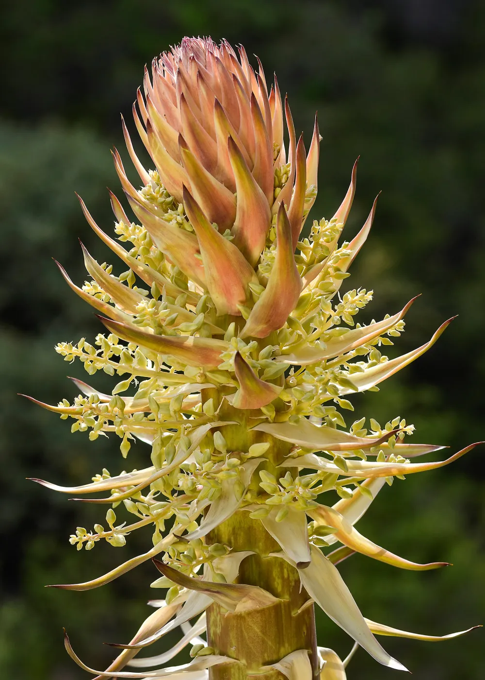 Yucca inflorescence and flowers, SBBG Photo Contest 2013
