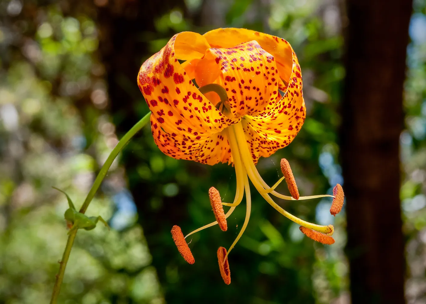 Humboldt Lily, SBBG Photo Contest 2013