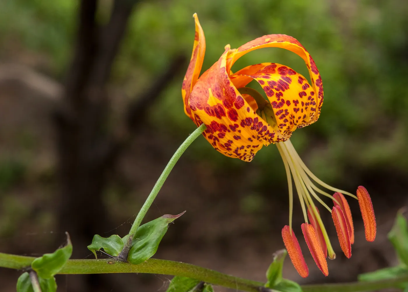 Humboldt Lily, SBBG Photo Contest 2013