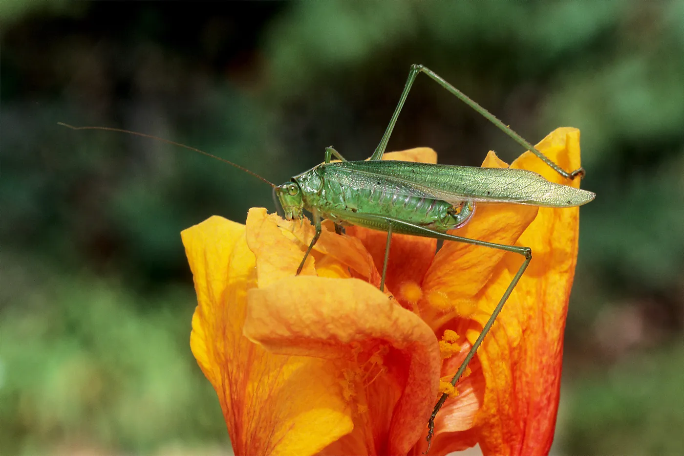 katydid insect on flower, SBBG Photo Contest 2013