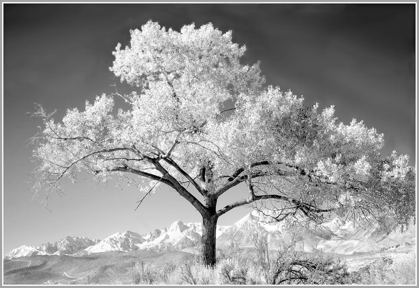 Cottonwood tree, near Bshop, SBBG Photo Contest 2013