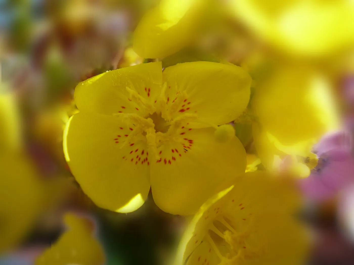 Evening primrose, Sequoia, SBBG Photo Contest 2013