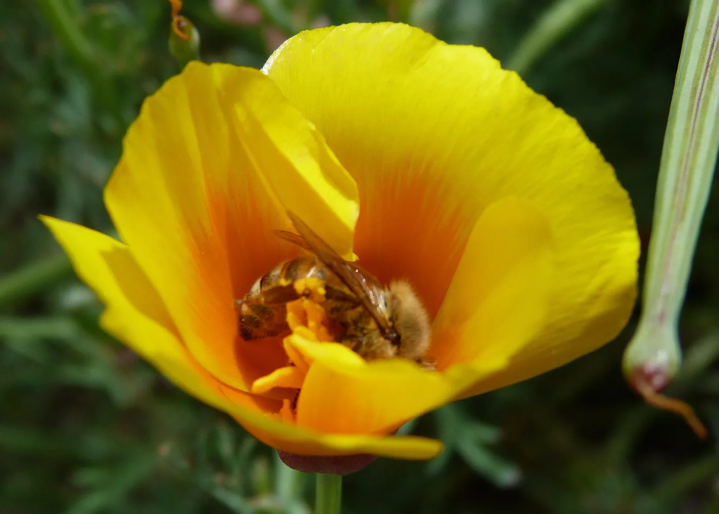 Honeybee visiting California poppy, SBBG Photo Contest 2013