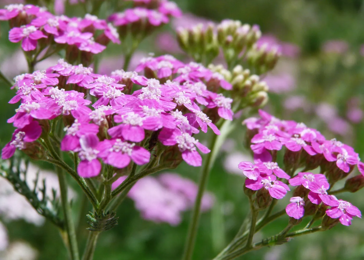 pink Achillea, SBBG Photo Contest 2013