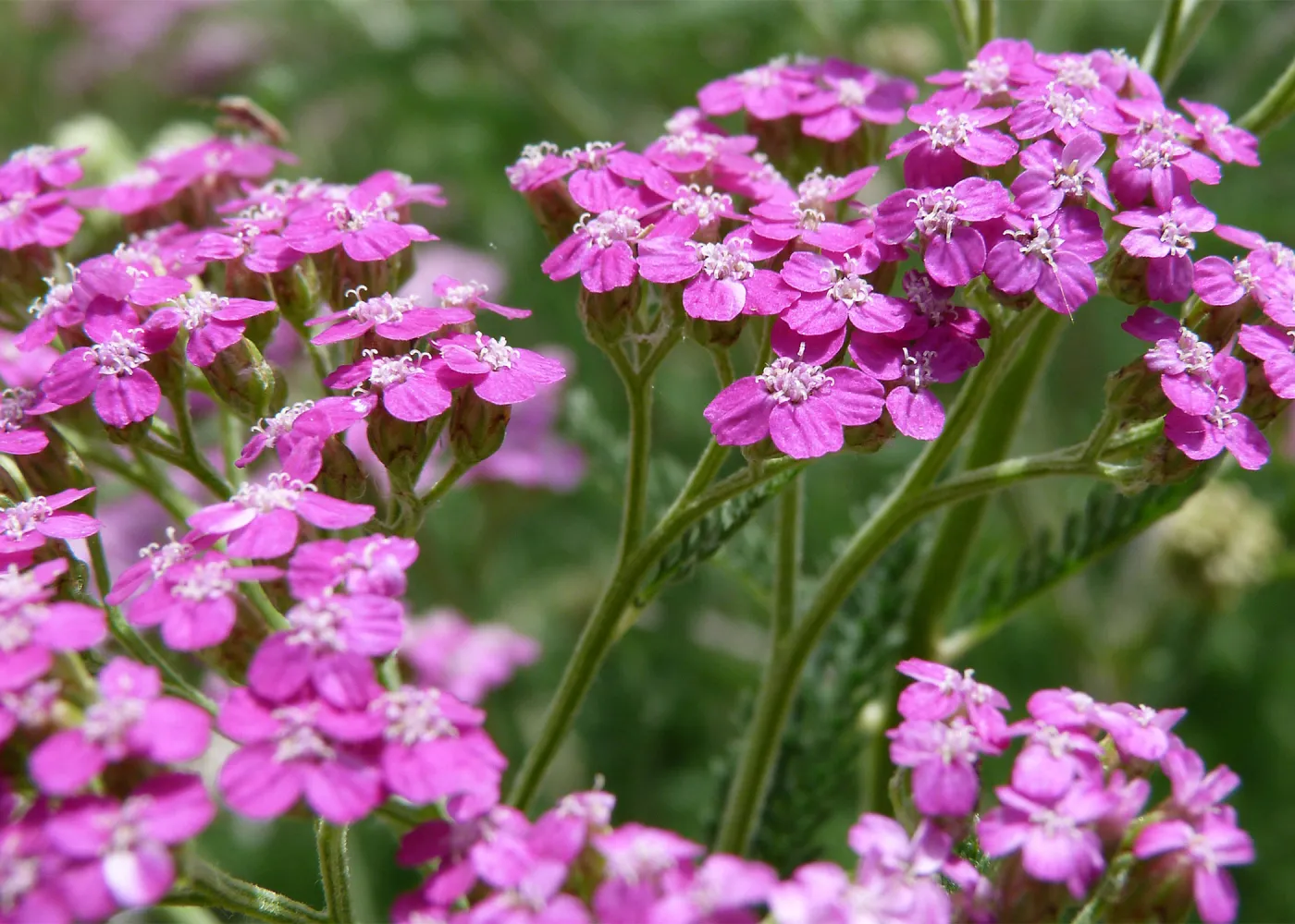pink Achillea, SBBG Photo Contest 2013