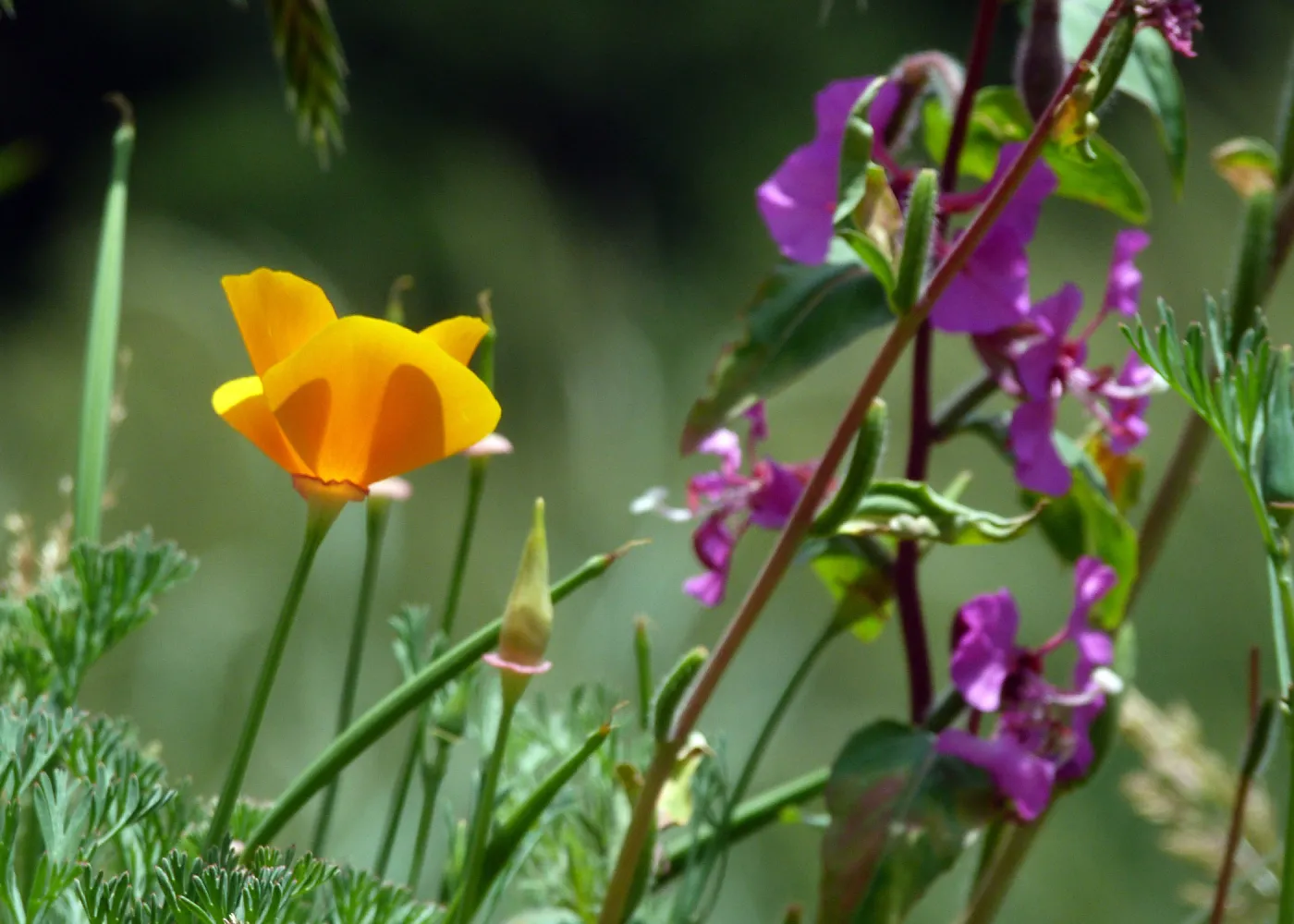 Wildflower mix at SBBG, SBBG Photo Contest 2013