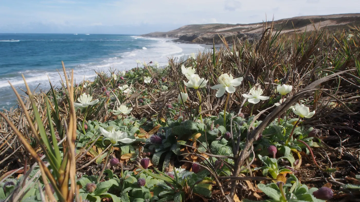 coastal Cream Cups, San Miguel Island, SBBG Photo Contest 2013