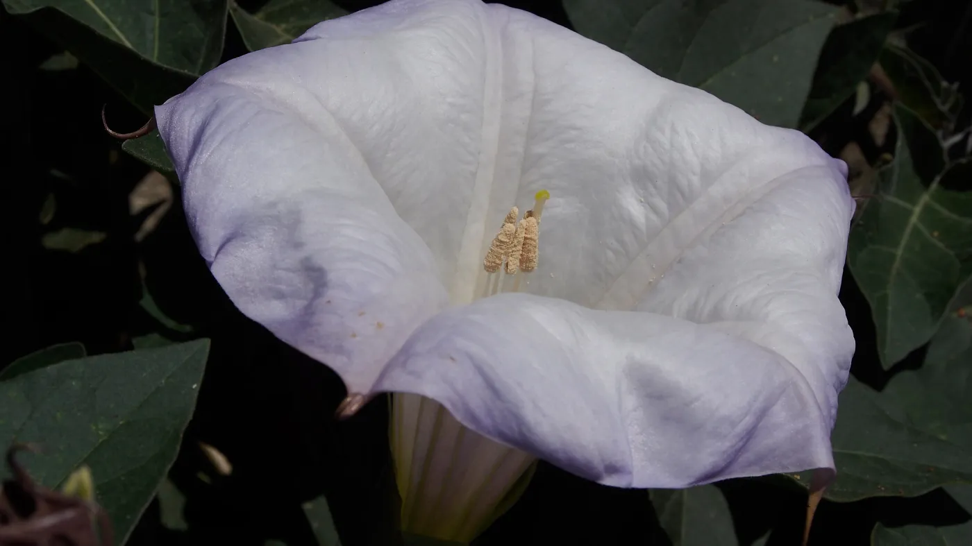 Jimsonweed at SBBG, SBBG Photo Contest 2013