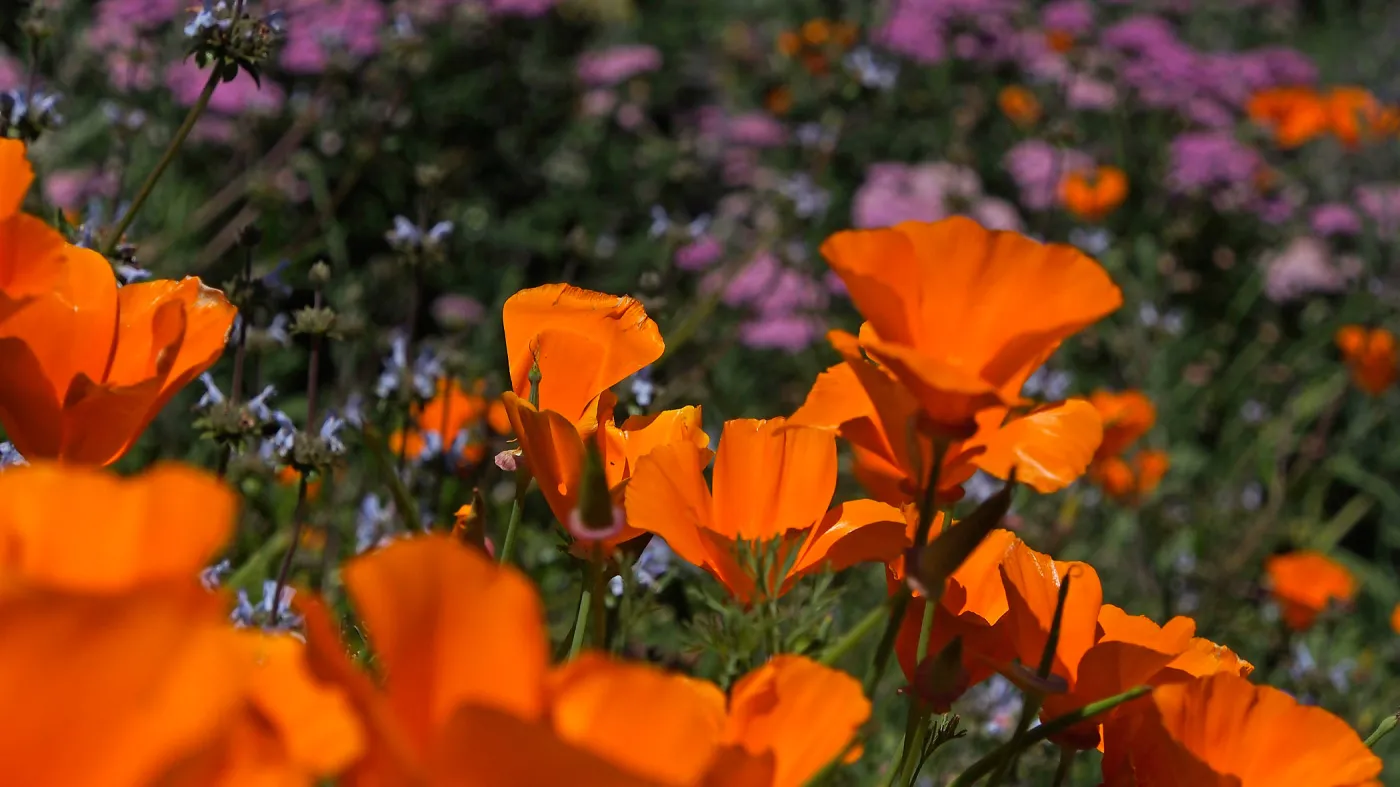 Poppies, wildflower displayat SBBG, SBBG Photo Contest 2013