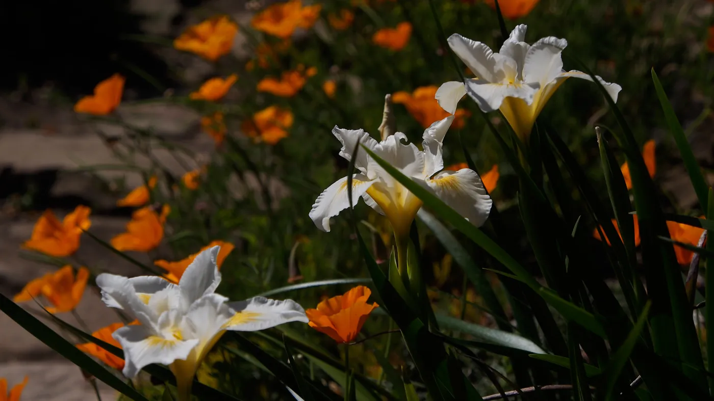 white Iris and California poppies, wildflower display at SBBG, SBBG Photo Contest 2013