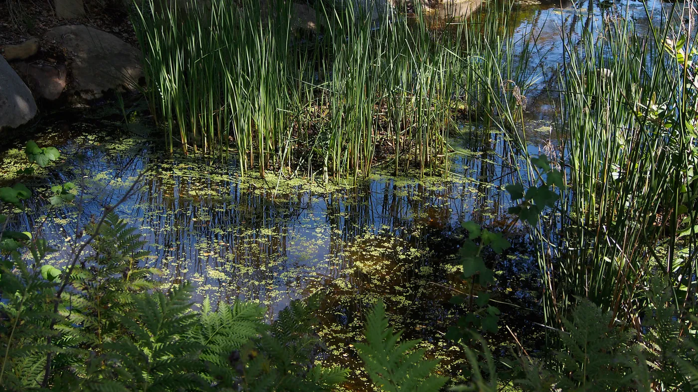 Dickweed in the Meadow Pond, SBBG Photo Contest 2013