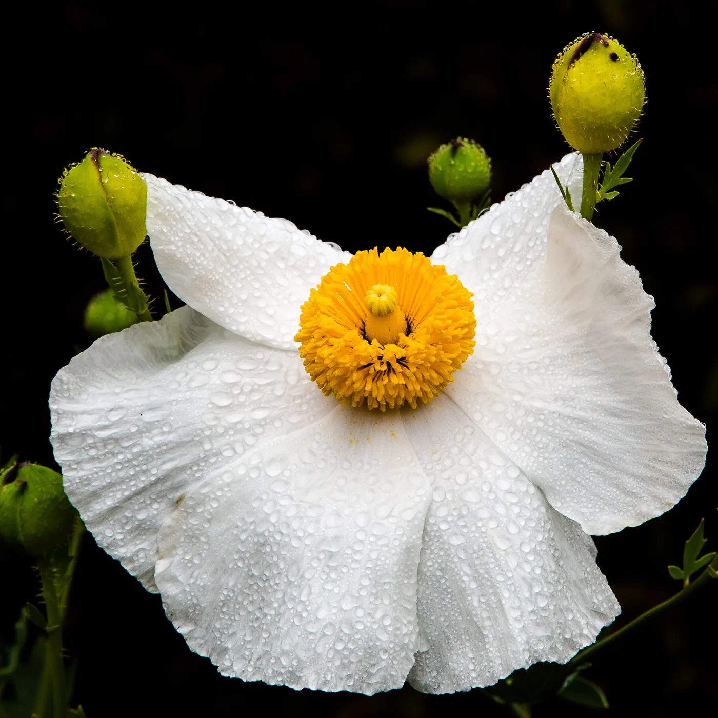 Dewy Matilija Poppy, Romneya coulteri, SBBG Photo Contest 2013