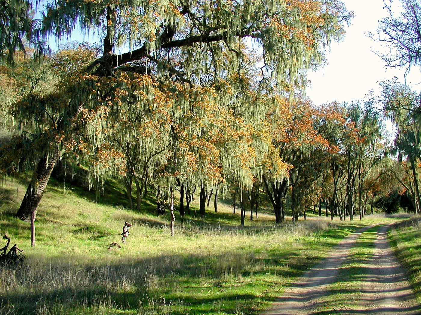 Oaks with Ramalina, Santa Ynez Valley, SBBG Photo Contest 2013