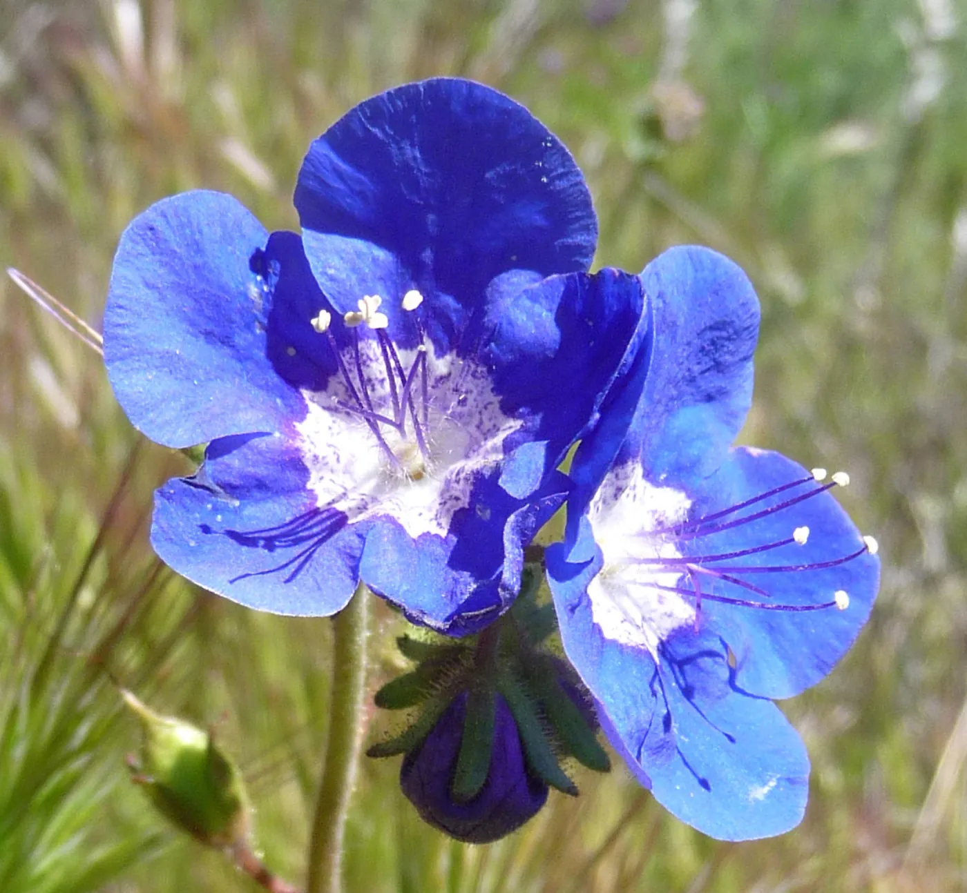 Phacelia flowers, SBBG Photo Contest 2013