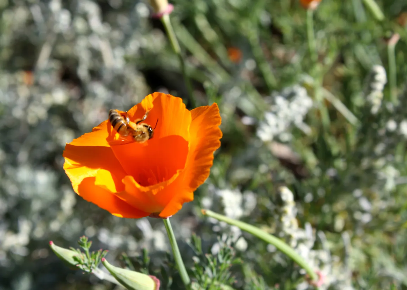 Honeybee visiting California Poppy at the Garden, SBBG Photo Contest 2013