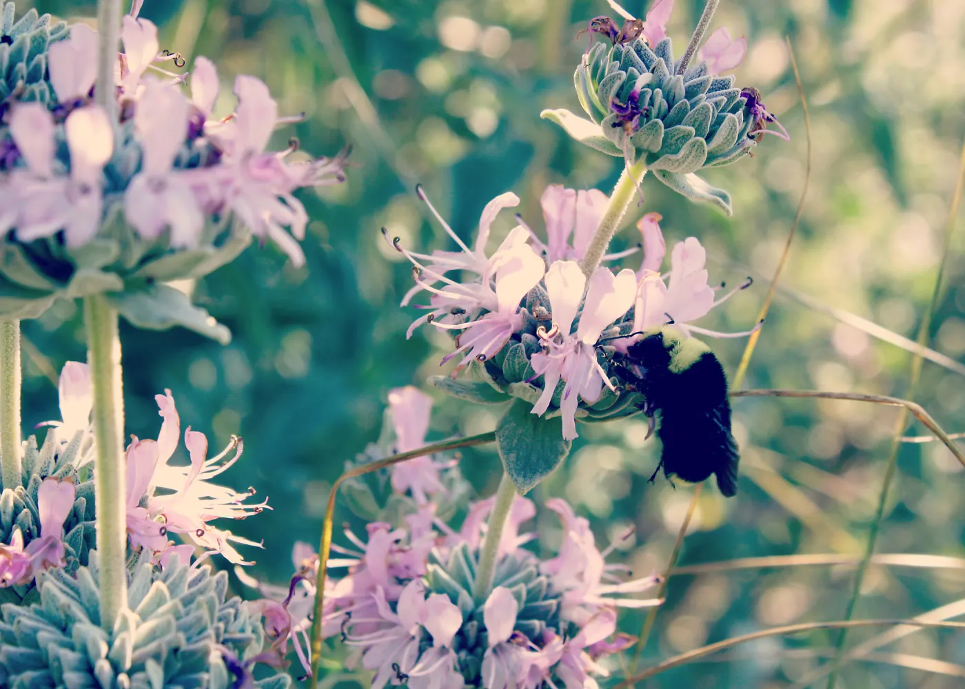 Bumblebee visiting Salvia (sage) flowers, SBBG Photo Contest 2013