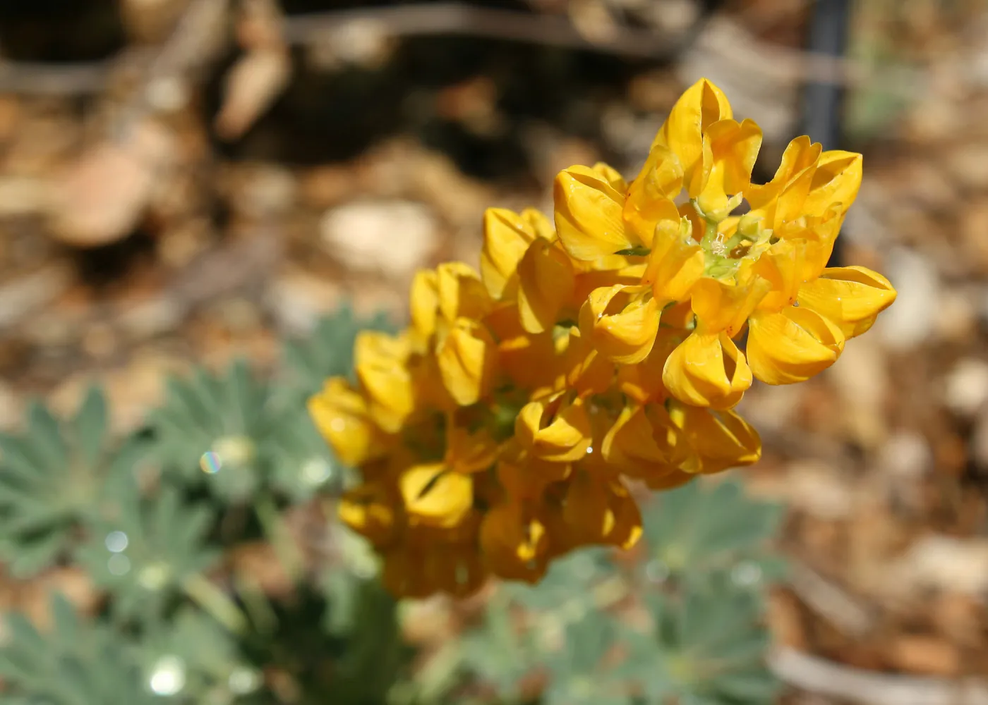yellow Lupine at the Garden, SBBG Photo Contest 2013