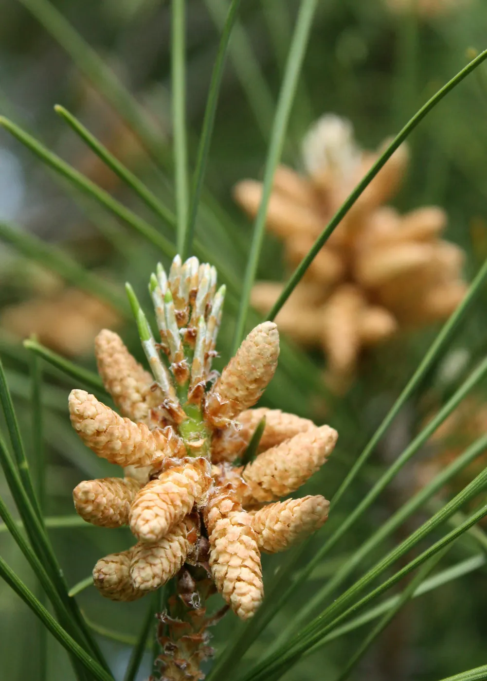 Pine cones and pine needles, Cachuma Lake, SBBG Photo Contest 2013