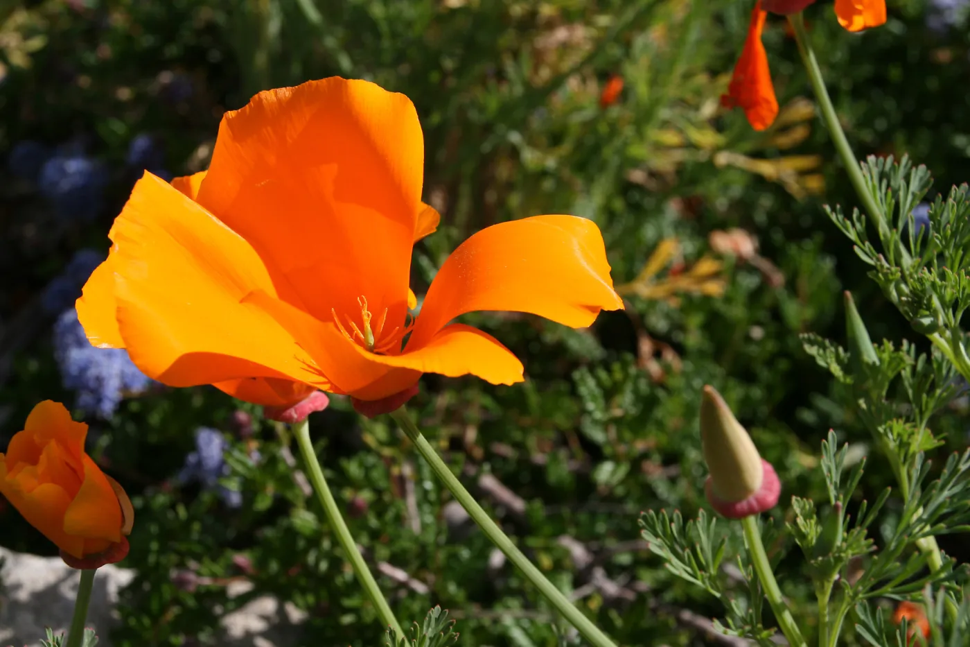 Cycles of Life: California Poppies, SBBG, SBBG Photo Contest 2013