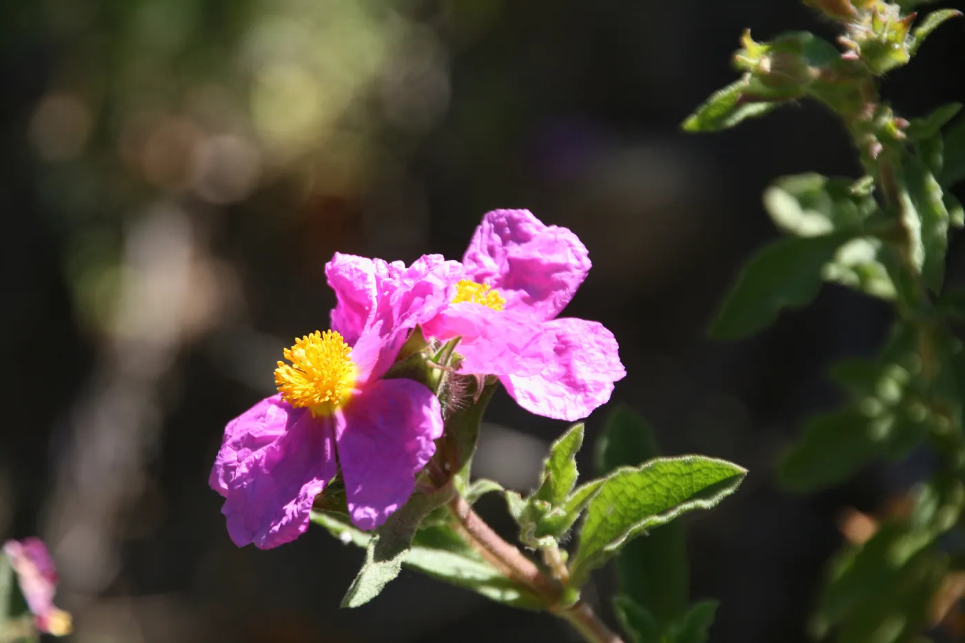 Opening to Spring, Santa Barbara foothills, SBBG Photo Contest 2013