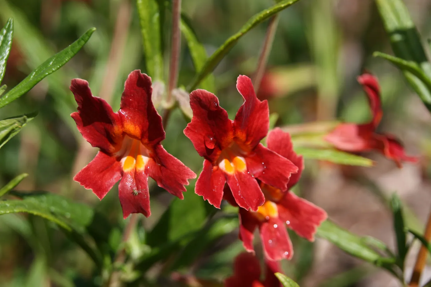Red Monkeys, red monkey flowers, Mimulus Jesusita Phoenix, SBBG, SBBG Photo Contest 2013
