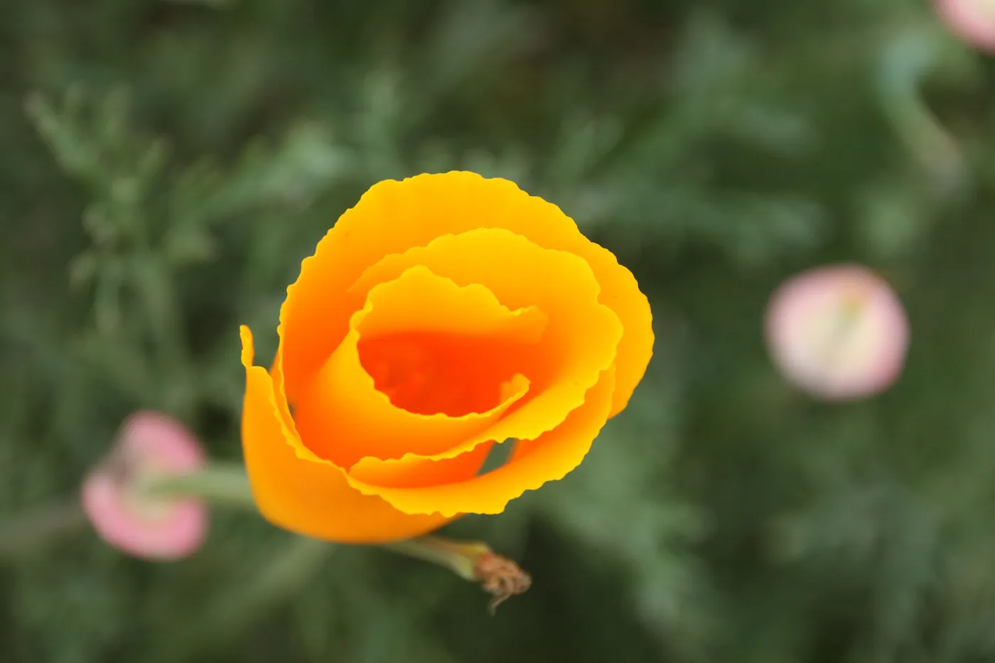 California Gold, UCSB Preserve, California poppy flower, SBBG Photo Contest 2013