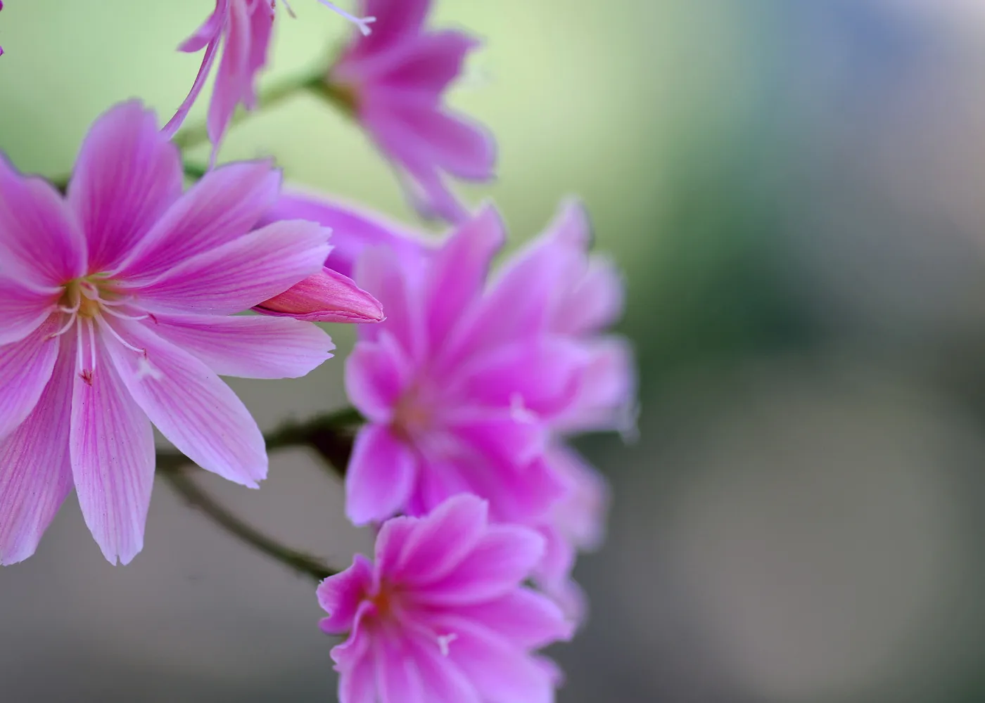 pink Lewisia flowers, SBBG Photo Contest 2013
