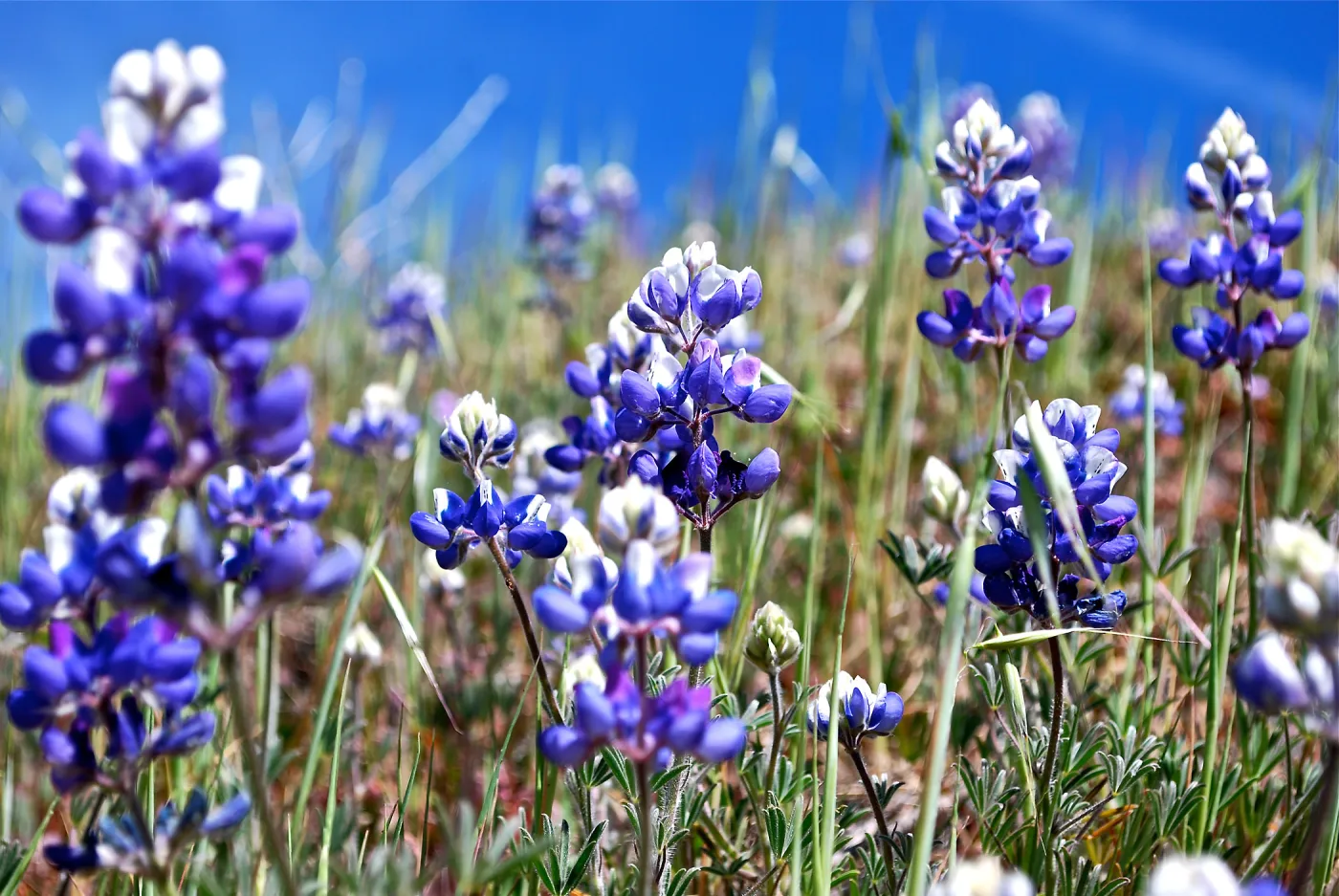 Lupine, SBBG Photo Contest 2013