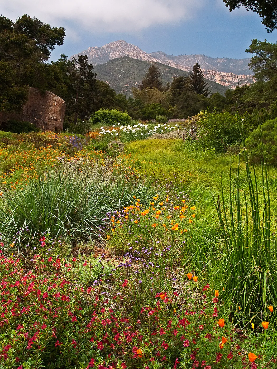 SBBG Meadow, wildflower display, Blaksley Boulder, La Cumbre Peak, SBBG Photo Contest 2013