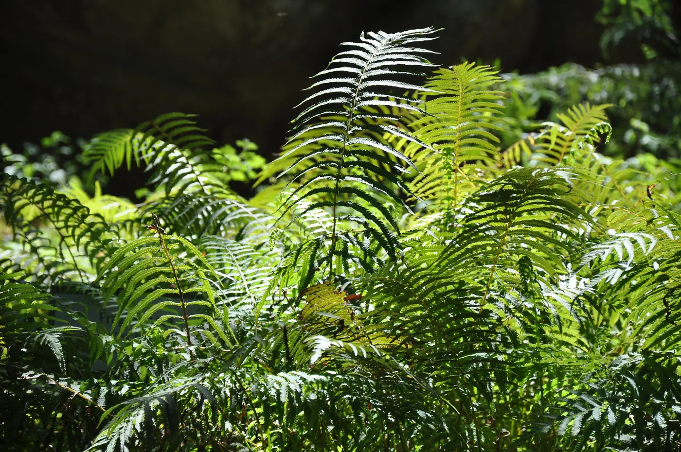 Ferns at SBBG, SBBG Photo Contest 2013