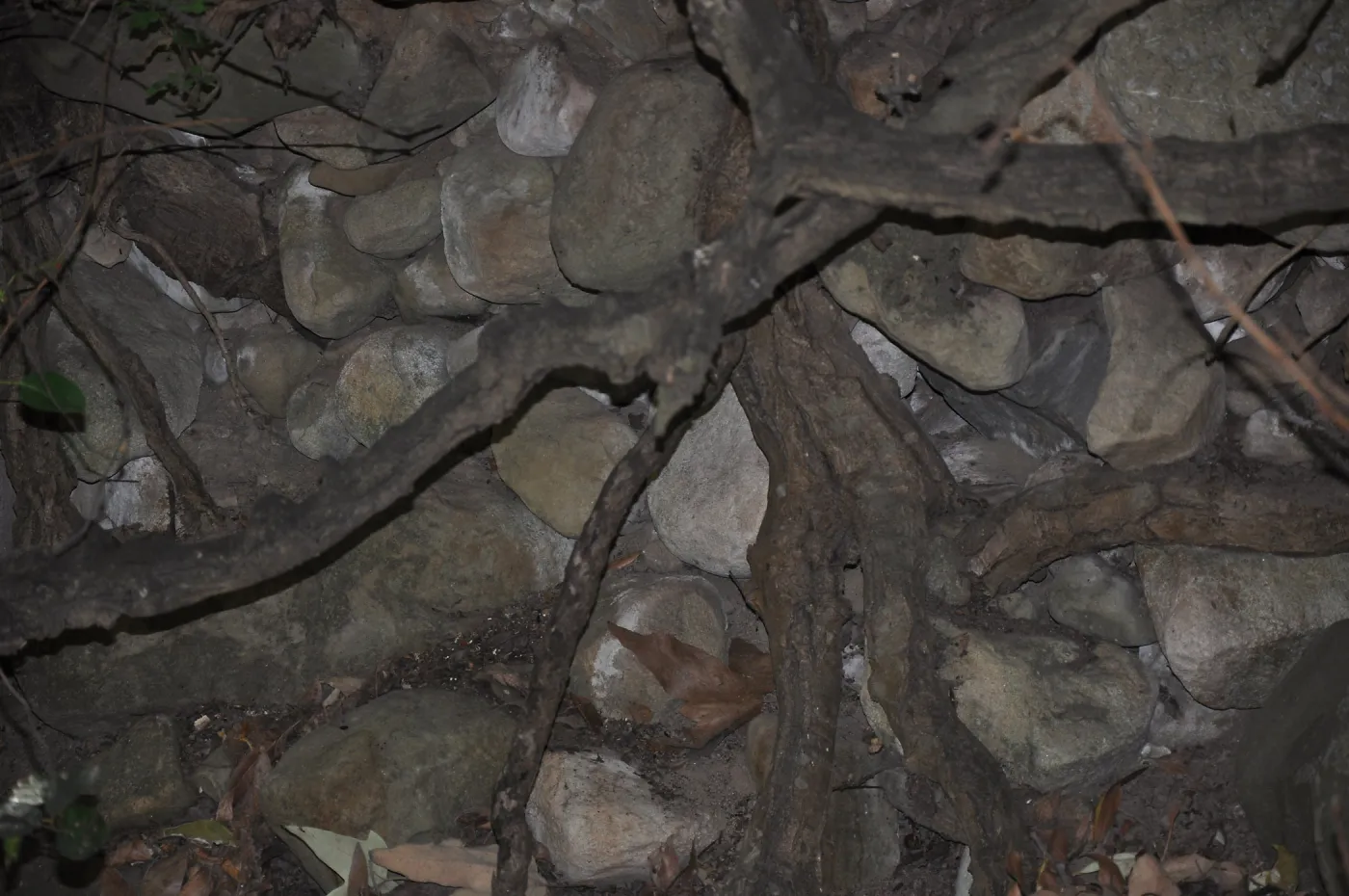 rocks in tree roots at SBBG, SBBG Photo Contest 2013