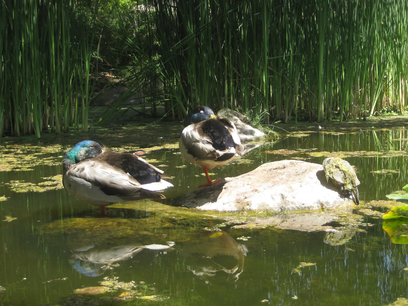 pair of Mallard ducks in the Meadow Pond, SBBG Photo Contest 2013