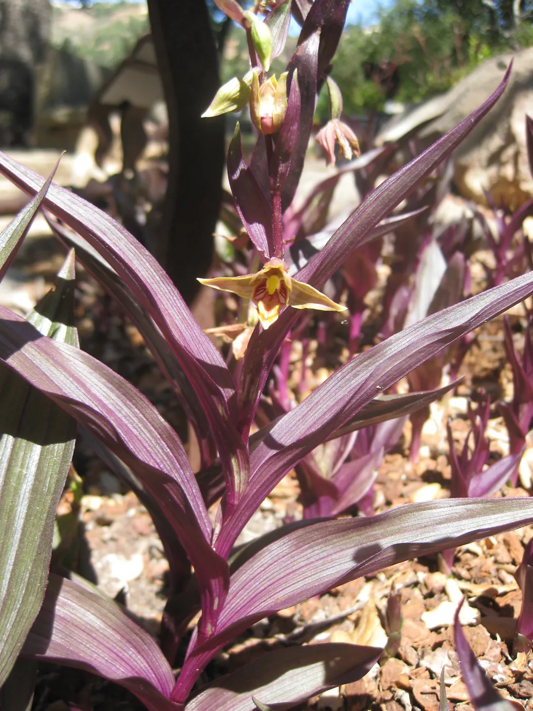 Epipactis gigantea in the Orchid Display, SBBG Photo Contest 2013