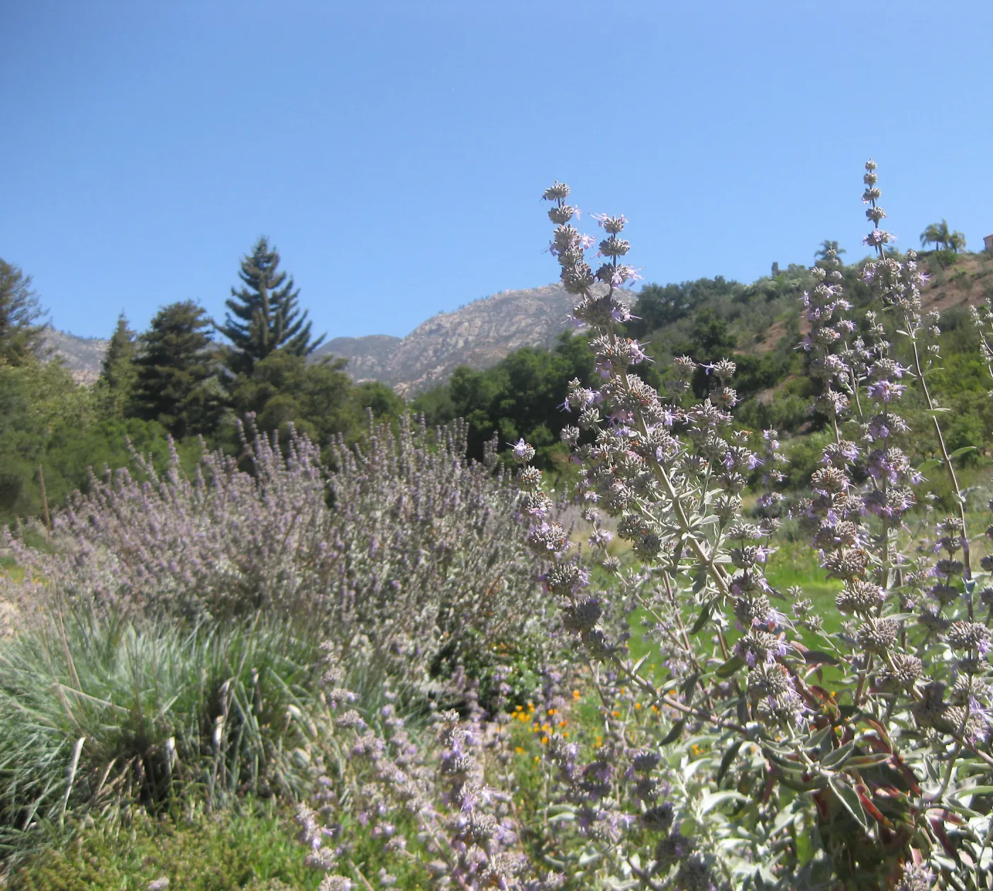 Meadow edge with Salvia (sage) in bloom, SBBG Photo Contest 2013