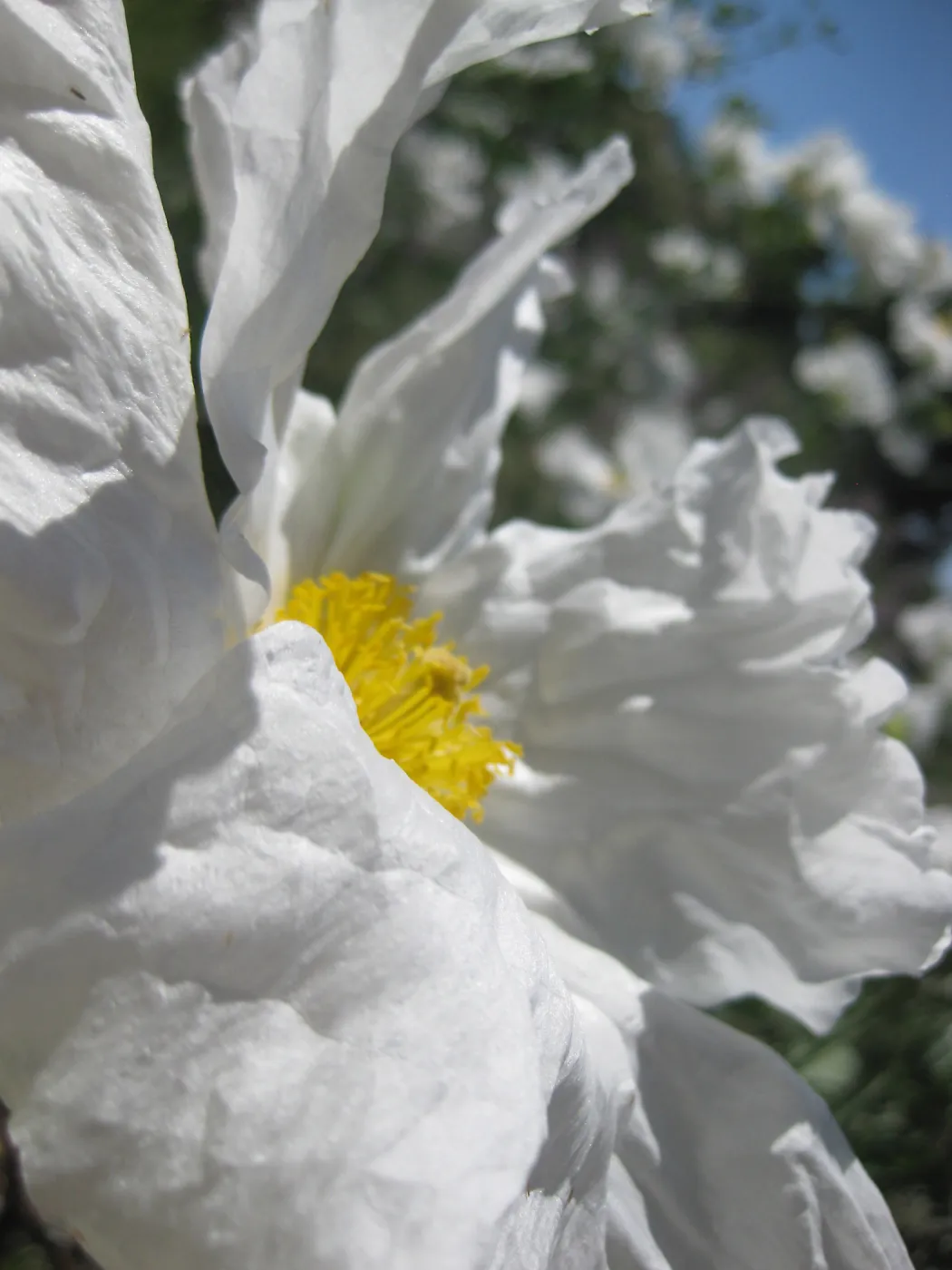 Matilija Poppy flower, close up, SBBG Photo Contest 2013