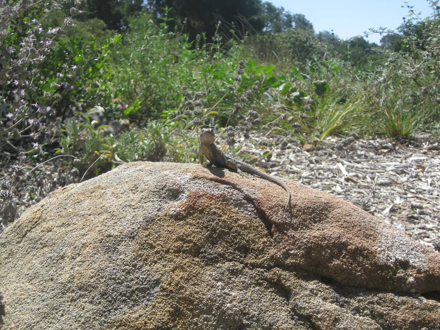 Proud lizard on sandstone boulder in the Garden, SBBG Photo Contest 2013