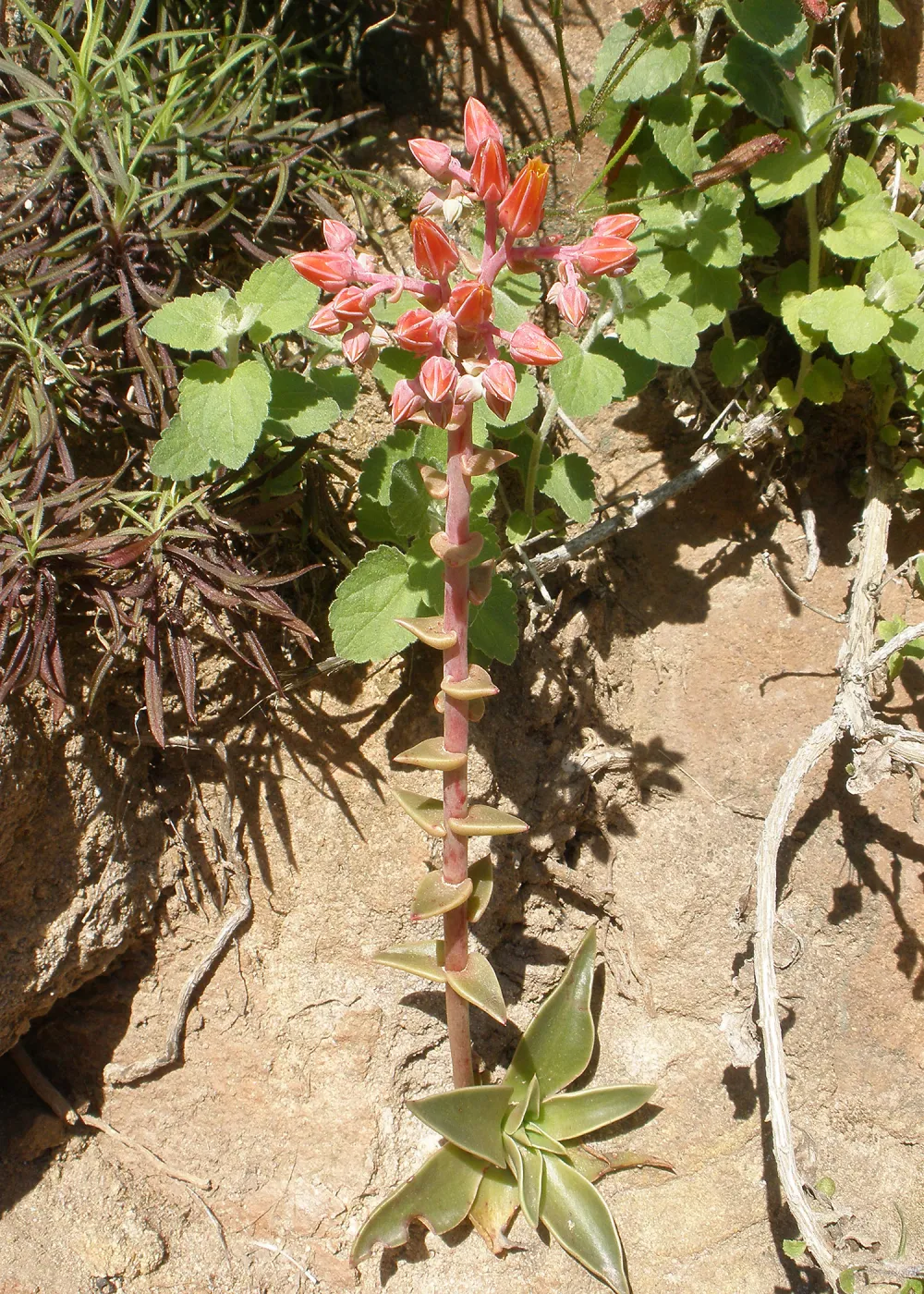 Dudleya (liveforever), Tunnel Road, SBBG Photo Contest 2013