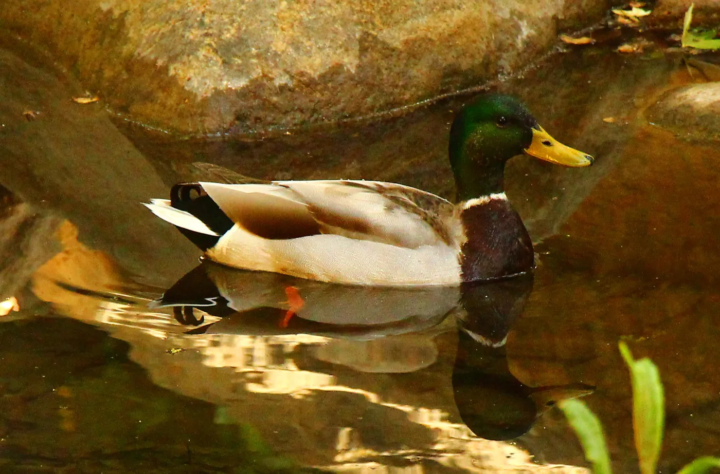 Mallard duck in the Meadow Pond, reflection, SBBG Photo Contest 2013