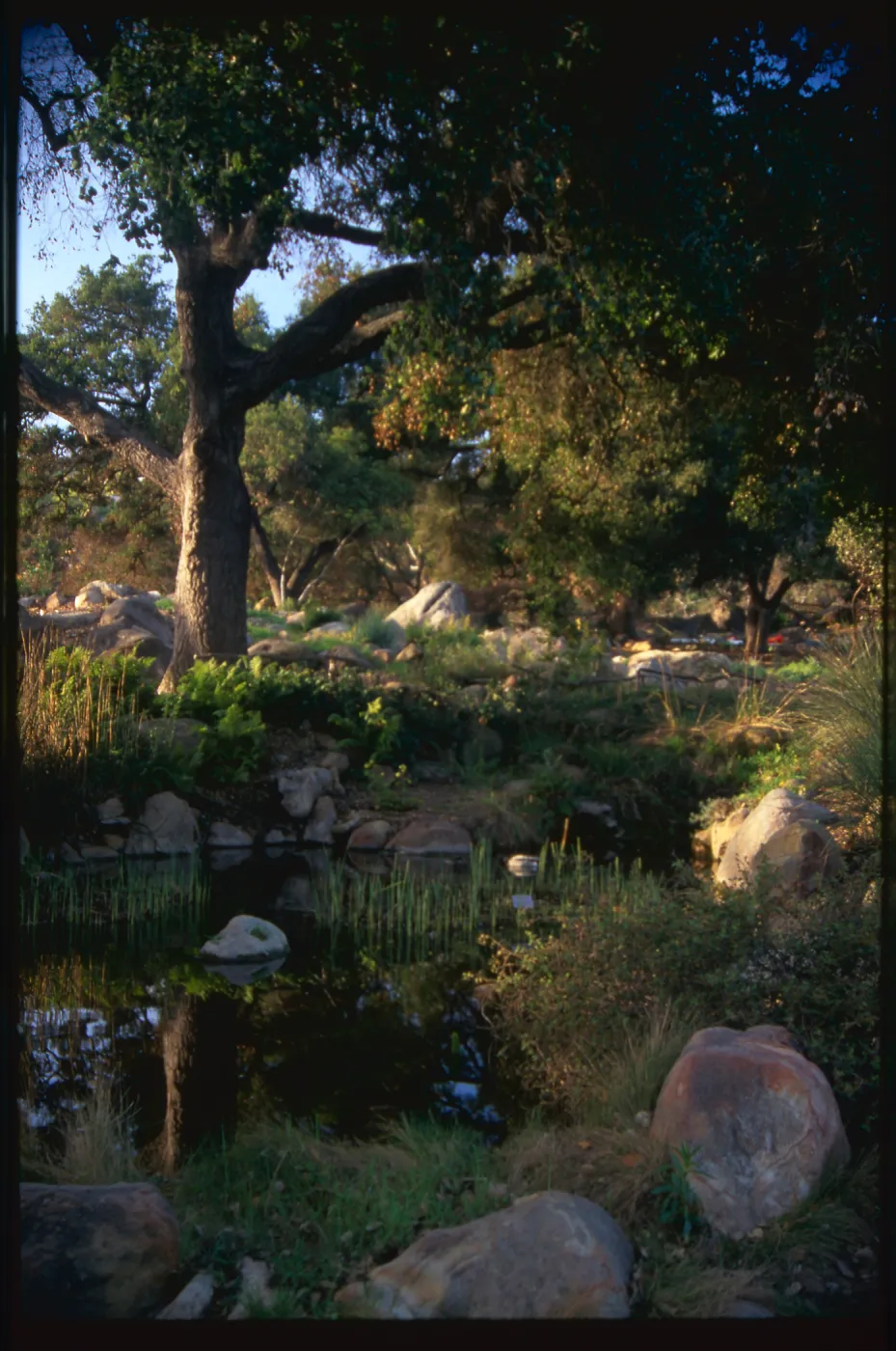 Meadow Pond and Oaks, SBBG Photo Contest 2013