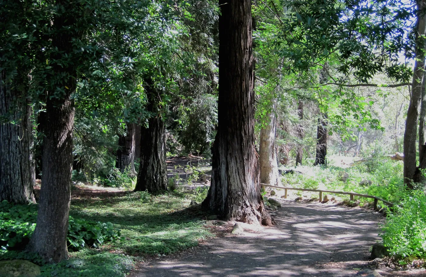 The Redwood Section at SBBG, SBBG Photo Contest 2013
