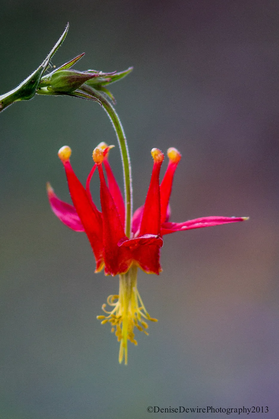Aquilegia formosa, western columbine, crimson columbine, SBBG