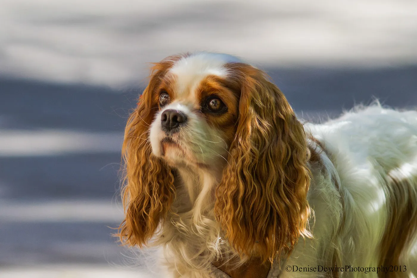 dog, SBBG
