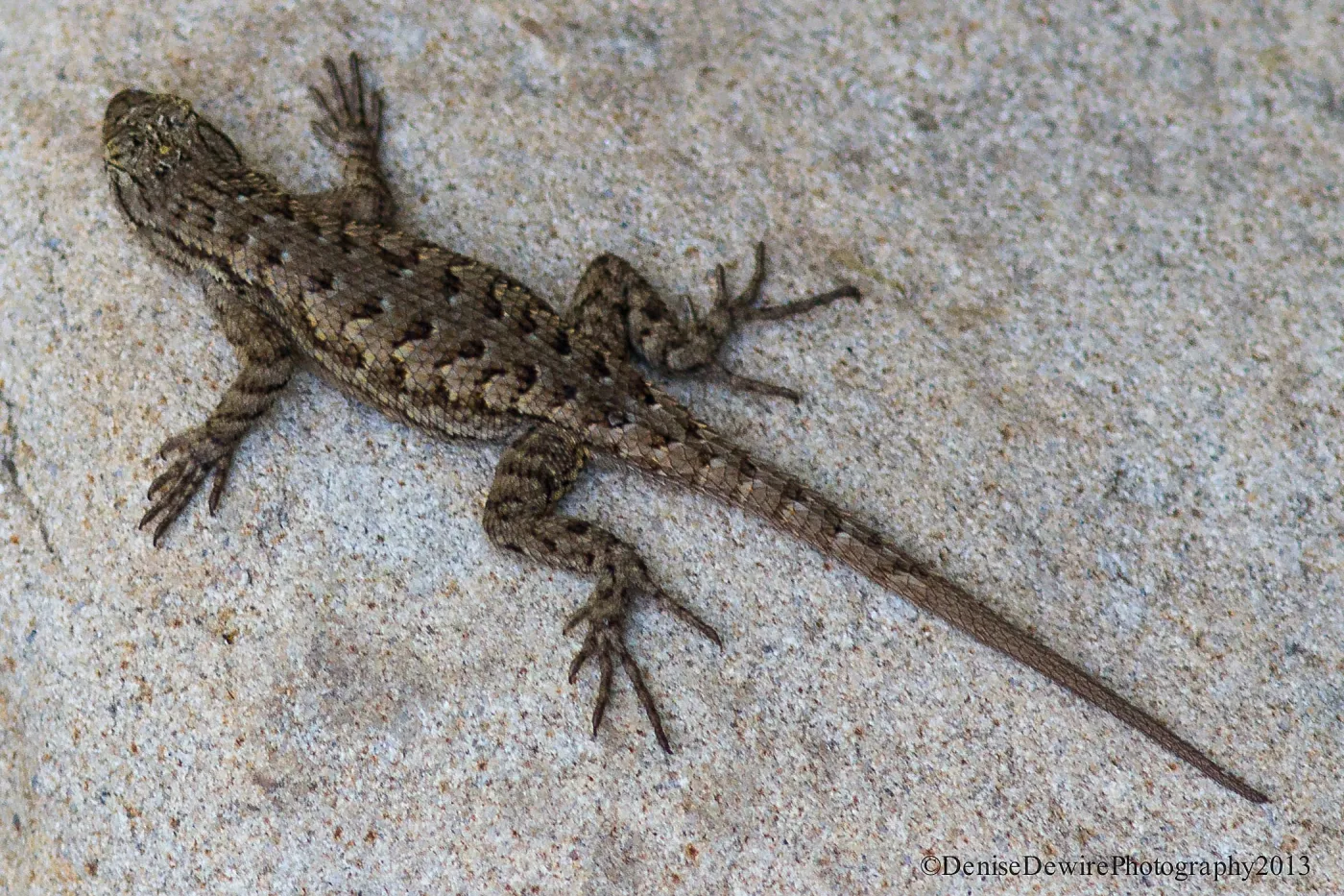 Blue belly lizard, California fence lizard, sandstone rock, SBBG