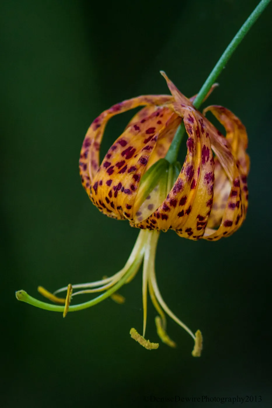 Humboldt Lily, SBBG