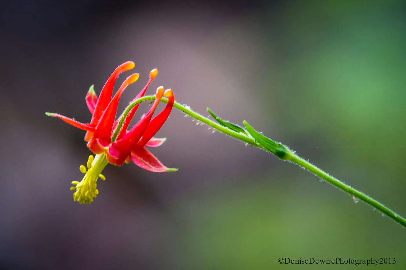 Aquilegia formosa, western columbine, crimson columbine, SBBG