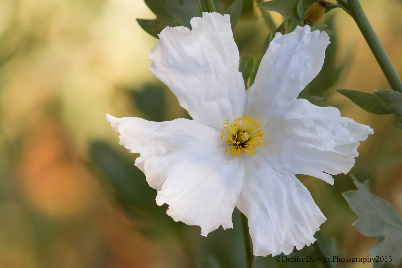 Romneya, Matilija poppy flower, SBBG