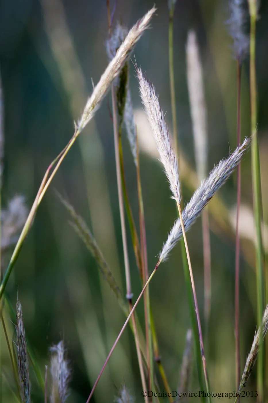 Grass inflorescence, SBBG